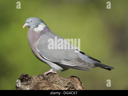 Ramier Columba palumbus Banque D'Images