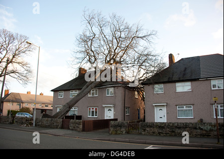 Gros gros arbre tombé est écrasée sur house dans la tempête d'endommager gravement le toit Banque D'Images