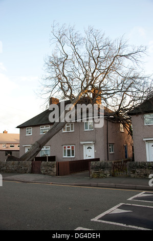 Gros gros arbre tombé est écrasée sur house dans la tempête d'endommager gravement le toit Banque D'Images