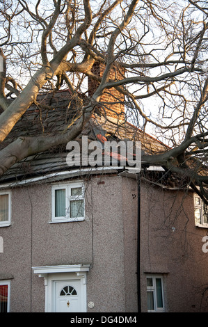 Gros gros arbre tombé est écrasée sur house dans la tempête d'endommager gravement le toit Banque D'Images