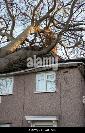 Gros gros arbre tombé est écrasée sur house dans la tempête d'endommager gravement le toit Banque D'Images