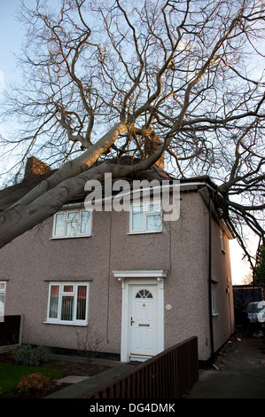 Gros gros arbre tombé est écrasée sur house dans la tempête d'endommager gravement le toit Banque D'Images