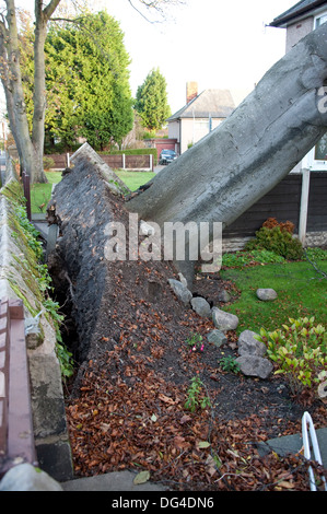 Gros gros arbre tombé est écrasée sur house dans la tempête d'endommager gravement le toit Banque D'Images