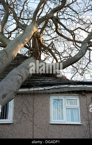 Gros gros arbre tombé est écrasée sur house dans la tempête d'endommager gravement le toit Banque D'Images