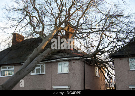 Gros gros arbre tombé est écrasée sur house dans la tempête d'endommager gravement le toit Banque D'Images