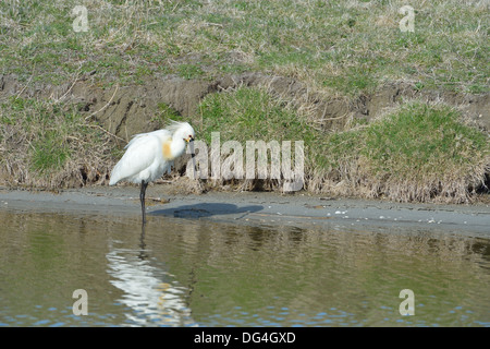 Spatule blanche - Platalea leucorodia Spatule blanche (européenne) Comité permanent en eau peu profonde - Texel aux Pays-Bas Banque D'Images