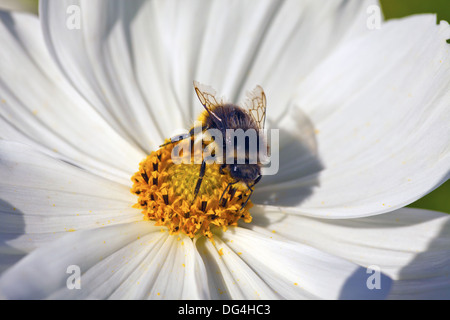 Close-up d'une abeille nectar rassemblement au milieu d'un cosmos fleur. Banque D'Images