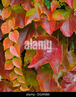 Couleur des feuilles d'automne réducteur japonais se développe sur la façade d'une maison de Stolpen, Allemagne, 14 octobre 2013. Photo : Matthias Hiekel Banque D'Images