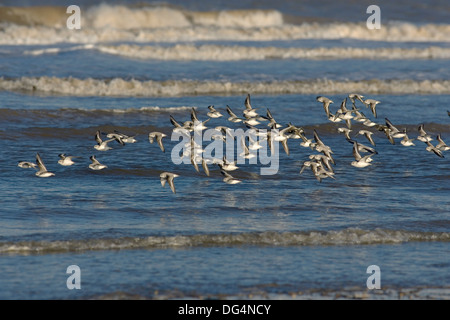 Bécasseau sanderling Calidris alba Banque D'Images