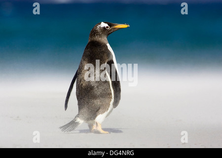 Gentoo pingouin - Pygoscelis papua Banque D'Images