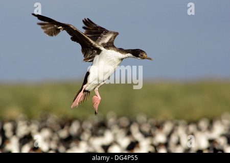 Cormoran - Phalacrocorax atriceps King albiventer Banque D'Images