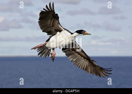 Cormoran - Phalacrocorax atriceps King albiventer Banque D'Images