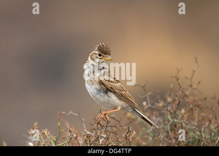 Circaète jean-le-petit - Lark Calandrella rufescens Banque D'Images