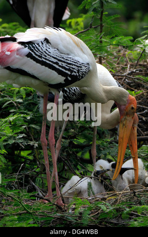 Cigognes peintes, parc national de Keoladeo, Rajasthan, Inde Banque D'Images