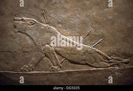 Sculpture bas-relief assyrien panneau à partir de la chasse aux lions montrant un lion mourant. De Ninive au nord, l'Irak, Palais 668-627 B.C. Banque D'Images