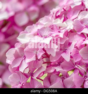 De belles petites fleurs roses closeup Banque D'Images