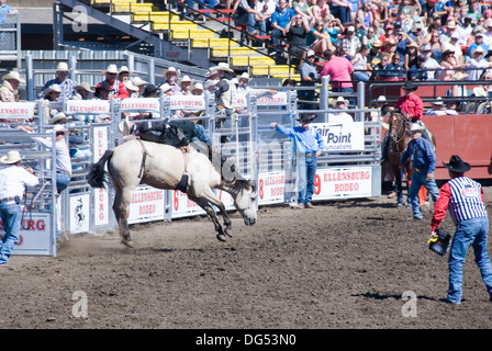 Bareback équitation tronçonnage bronco cowboy sur cheval à la chute des barrières, regardée par Rodeo clowns et juges, rodéo d'Ellensburg, WA, USA Banque D'Images
