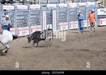 Veau capturés par les cornes en cordée et pieds arrière par deux cow-boys dans l'équipe, l'événement de veaux au lasso, rodéo d'Ellensburg, WA, USA Banque D'Images