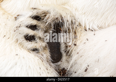 Un mâle ours polaire (Ursus maritimus) mort de faim, à la suite des changements climatiques. Banque D'Images