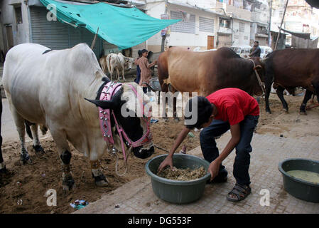 Les enfants avc l'animal sacrificiel comme musulman se préparer au prochain Aïd al-Azha, maison de vacances à Karachi le lundi 14 octobre, 2013. Les musulmans du monde entier vont célébrer Eid-al-Azha qui marque la fin du Hajj. L'abattage sera musulmane moutons, chèvres, vaches et chameaux pour commémorer le Prophète Abraham était prêt à sacrifier son fils Ismaël sur l'ordre de Dieu sur le calendrier islamique 10 Zil-Hijjah. Banque D'Images