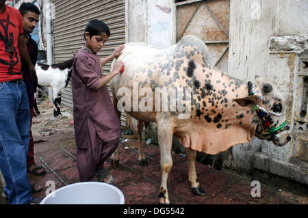 Les enfants avc l'animal sacrificiel comme musulman se préparer au prochain Aïd al-Azha, maison de vacances à Karachi le lundi 14 octobre, 2013. Les musulmans du monde entier vont célébrer Eid-al-Azha qui marque la fin du Hajj. L'abattage sera musulmane moutons, chèvres, vaches et chameaux pour commémorer le Prophète Abraham était prêt à sacrifier son fils Ismaël sur l'ordre de Dieu sur le calendrier islamique 10 Zil-Hijjah. Banque D'Images