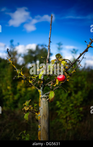 Apple Tree Weingarten Allemagne Bade-Wurtemberg Banque D'Images