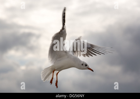 Close-up d'une mouette en jetée de Sopot, Gdansk avec la mer Baltique dans l'arrière-plan, la Pologne en 2013. Banque D'Images