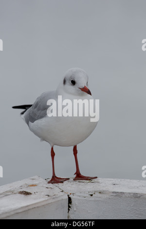 Close-up d'une mouette en jetée de Sopot, Gdansk avec la mer Baltique dans l'arrière-plan, la Pologne en 2013. Banque D'Images