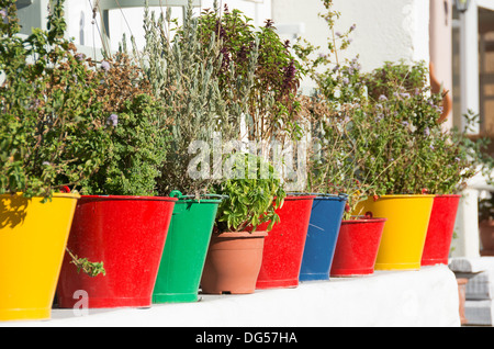 Santorin (thira), CYCLADES, en Grèce. Des herbes poussant dans des pots colorés à l'extérieur une taverne dans la station balnéaire de Kamari. L'année 2013. Banque D'Images