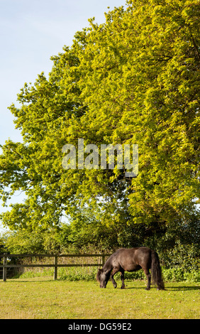 Un poney Shetland noir paissant dans un champ au printemps Banque D'Images