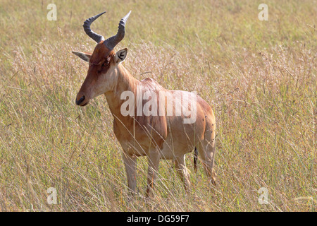 Un bubale Alcelaphus buselaphus) (debout dans l'herbe dans le Parc National du Serengeti, Tanzanie Banque D'Images