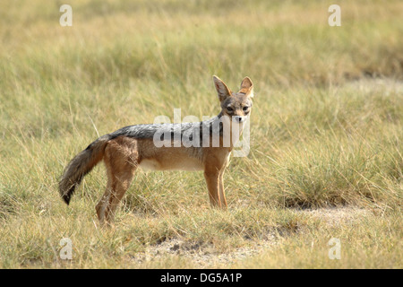 Un chacal à dos noir (Canis mesomelas) à la recherche dans le Parc National du Serengeti, Tanzanie Banque D'Images