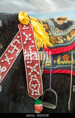 Détail d'un Yak au Lac Namtso au Tibet, Chine Banque D'Images