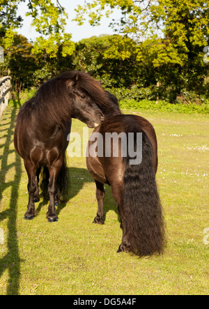 Deux poneys Shetland dans un champ en été, toilettage mutuelle'. Banque D'Images