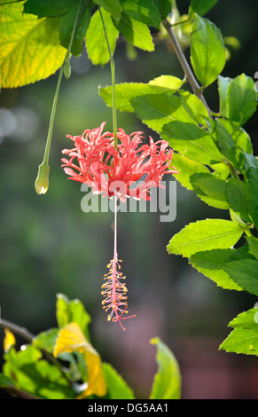 Hibiscus schizopetalus fleur dans un jardin de la Thaïlande. Aussi connu sous le nom de lanterne japonaise, les hibiscus et frangé Rosemallow. Banque D'Images