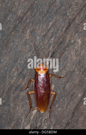 Blatte australienne Periplaneta australasiae (adultes) sur le mur de la grotte Banque D'Images