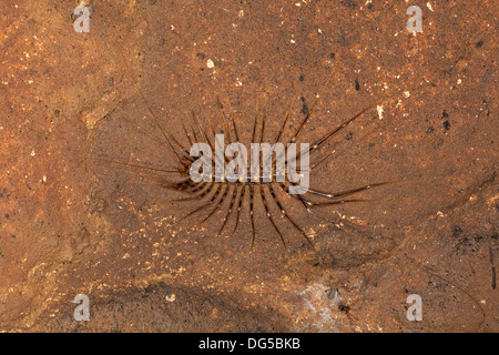 Centipede sur le mur de roche à l'intérieur de la grotte (Scutigera sp) à Bornéo, Malaisie Banque D'Images