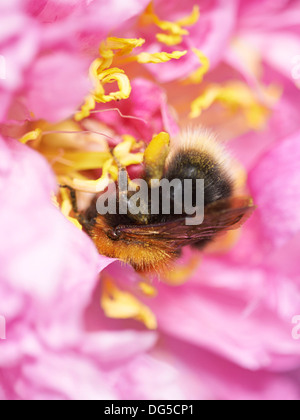 Tree bumblebee la collecte de nectar. Banque D'Images