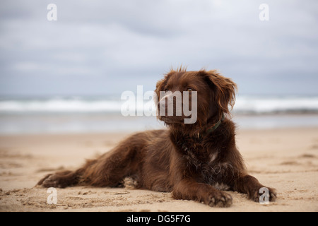 Les photographes Pepsi animal sur une plage de l'Algarve au Portugal Banque D'Images