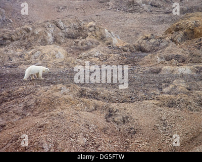 Un ours polaire femelle portant un collier émetteur pour le suivi sur le Spitzberg, Svalbard. Le changement climatique représente une menace considérable pour les ours polaires. Comme la glace de mer se retire, ils perdent du terrain et l'heure de chasse sa proie, les phoques, qu'ils ne peuvent chasser sur la glace de mer. Les dernières recherches montrent que l'Arctique sera libre de glace de mer par le 2050's et des ours polaires auront disparu dans la nature. Banque D'Images