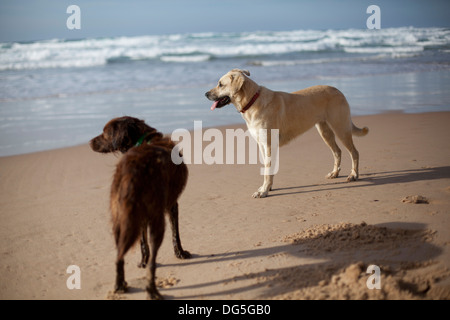 Les chiens en promenade sur une plage de l'Algarve au Portugal Banque D'Images