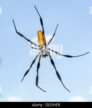 La soie d'or femelle-orb weaver / Banana ( araignée Nephila clavipes ), le Centre de la Floride, USA Banque D'Images