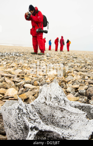 Sur un crâne de morse ancienne plage soulevée à Vibebukta 79°22'N 22°36'e, Nordaustlandet, Spitzberg, Svalbard. Banque D'Images