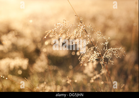 Lever tôt le matin brumeux sur meadow rétroéclairé webs et Poa herbes rosée distans distingue sur l'aube d'automne fraîche froide Banque D'Images