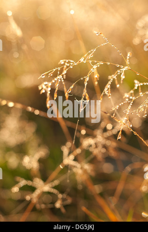 Lever tôt le matin brumeux sur meadow rétroéclairé webs et Poa herbes rosée distans distingue sur l'aube d'automne fraîche froide Banque D'Images