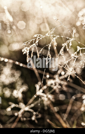 Lever tôt le matin brumeux sur meadow rétroéclairé webs et Poa herbes rosée distans distingue sur l'aube d'automne fraîche froide Banque D'Images