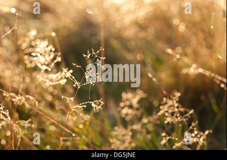 Lever tôt le matin brumeux sur meadow rétroéclairé webs et Poa herbes rosée distans distingue sur l'aube d'automne fraîche froide Banque D'Images