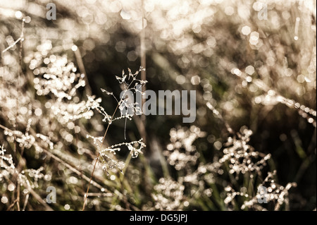 Lever tôt le matin brumeux sur meadow rétroéclairé webs et Poa herbes rosée distans distingue sur l'aube d'automne fraîche froide Banque D'Images