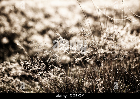 Lever tôt le matin brumeux sur meadow rétroéclairé webs et Poa herbes rosée distans distingue sur l'aube d'automne fraîche froide Banque D'Images