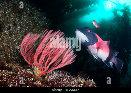 Une belle Californie sheepshead poissons nager au-delà d'un ventilateur de mer gorgones dans une profonde forêt de varech Banque D'Images